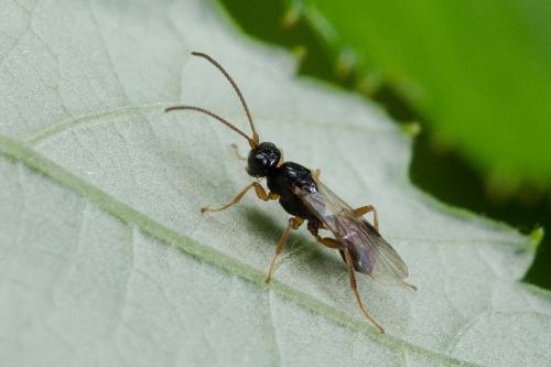 Réf. 286 192 : Euphorinae inconnu